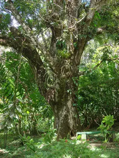 Asa Wright Nature Centre